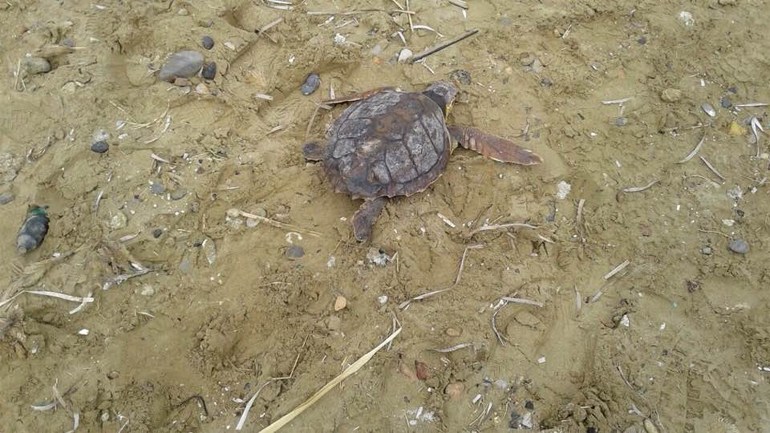 Περισσότερα από 5.500 χελωνάκια «κολύμπησαν» το καλοκαίρι στις ακτές των Χανίων