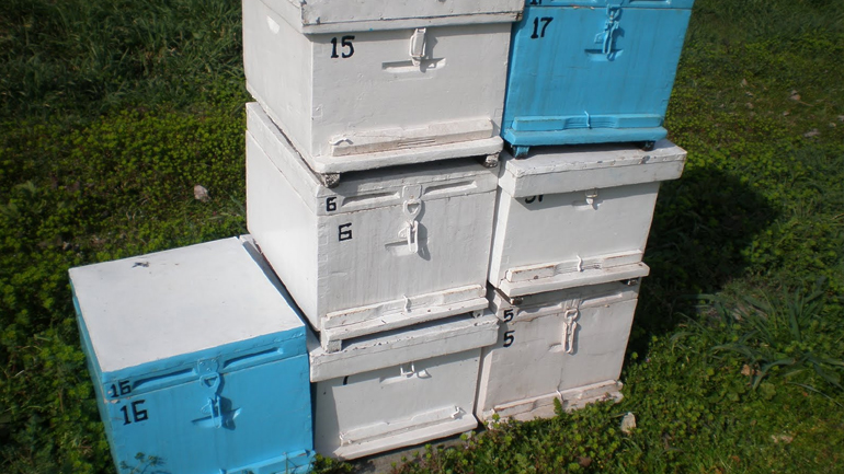 Χαλκιδική: Οι κυψέλες έκαναν… φτερά