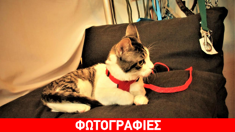 Χαρίζεται η Γκλόρια