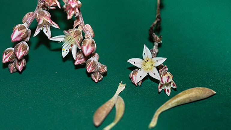 Τζίμι Χέντριξ: Το σπάνιο είδος παχύφυτου…