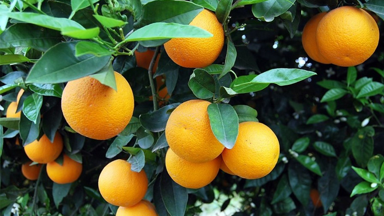 Δέσμευση 2,4 τόνων πορτοκαλιών χωρίς ταυτότητα