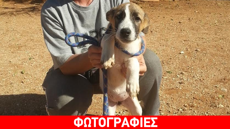 Τρία υπέροχα κουταβάκια αναζητούν στέγη