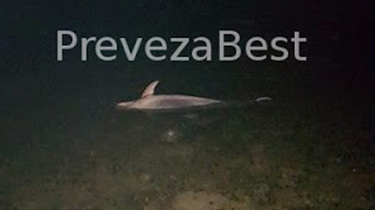Πρέβεζα: Νεκρό δελφίνι ξεβράστηκε στα ρηχά του λιμανιού
