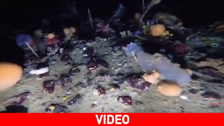 Η μαγεία του βυθού στην Ανταρκτική