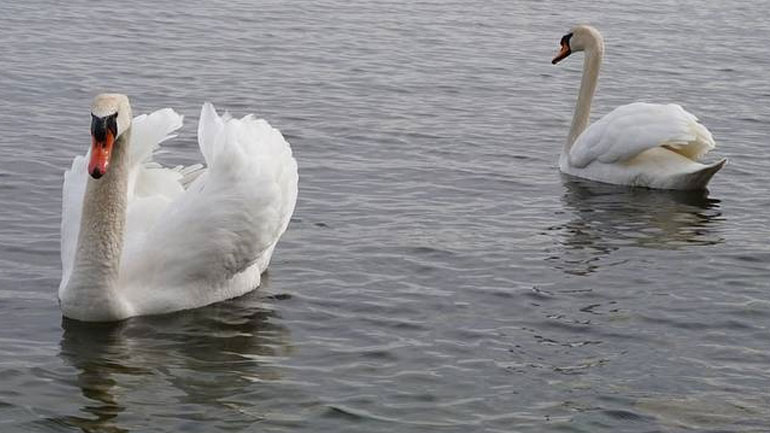 Κρούσμα γρίπης των πτηνών σε κύκνο στον Έβρο