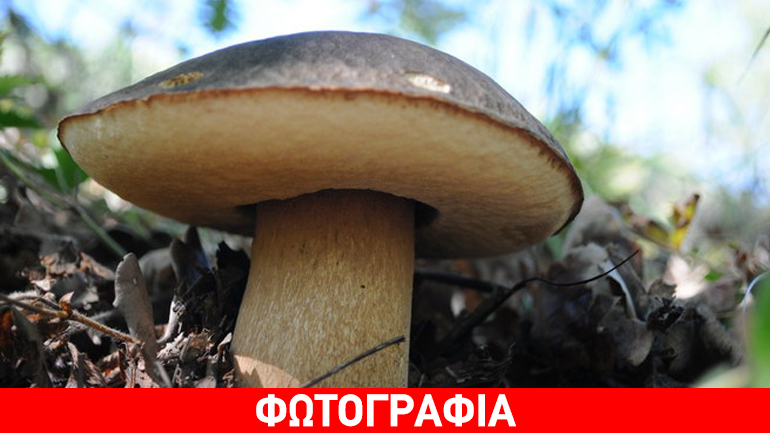 Κατερίνη: Τα παραισθησιογόνα μανιτάρια έφεραν… χειροπέδες