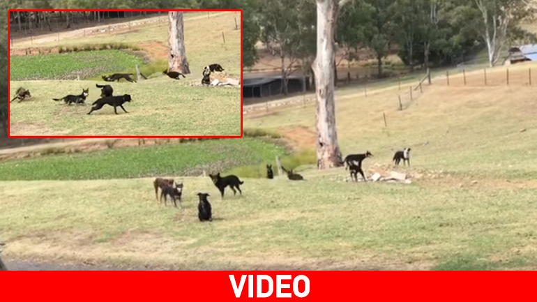 Σκυλιά κάνουν… Mannequin Challenge