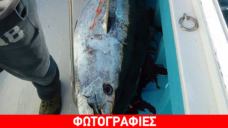 Ψαράδες στη Σκόπελο έκαναν Χριστούγεννα με τόνο 185 κιλών