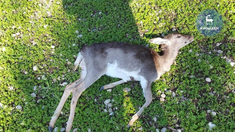 Επικηρύχθηκε ο άγνωστος που σκοτώνει τα ελάφια της Ρόδου