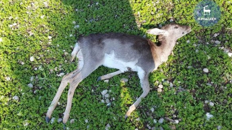 Επικήρυξαν τον παρανοϊκό που σκοτώνει τα ελάφια στη Ρόδο