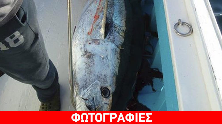 Ψάρεψαν τόνο 185 κιλών ανήμερα των Χριστουγέννων!