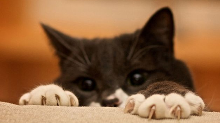 Γιατί η γάτα μου γρατζουνάει τα πάντα;