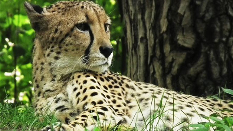 Με εξαφάνιση κινδυνεύουν τα τσιτάχ