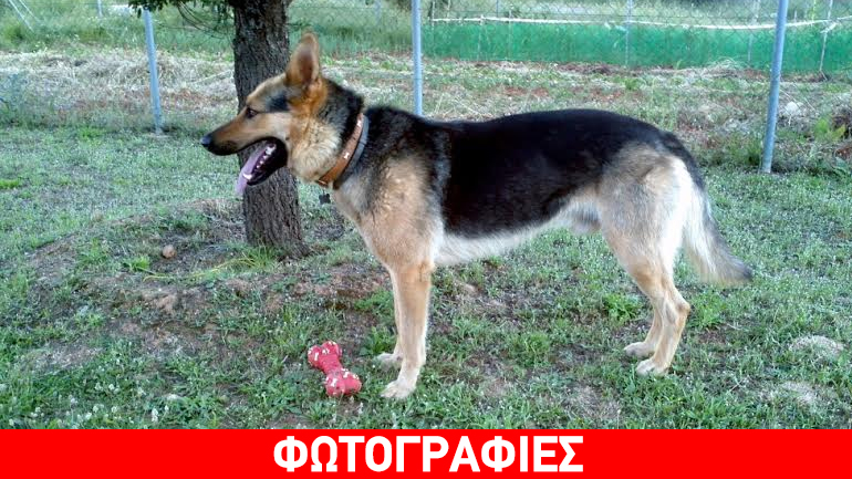 Χάθηκε ο Romeo