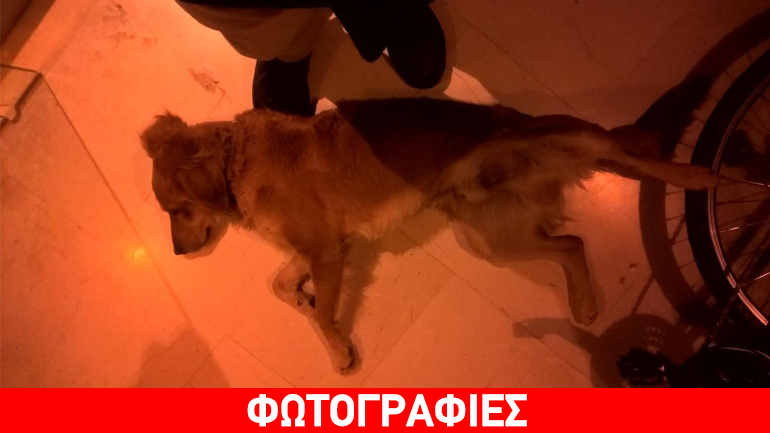 Βρέθηκε σκύλος στη Φιλοθέη – Μήπως τον χάσατε;