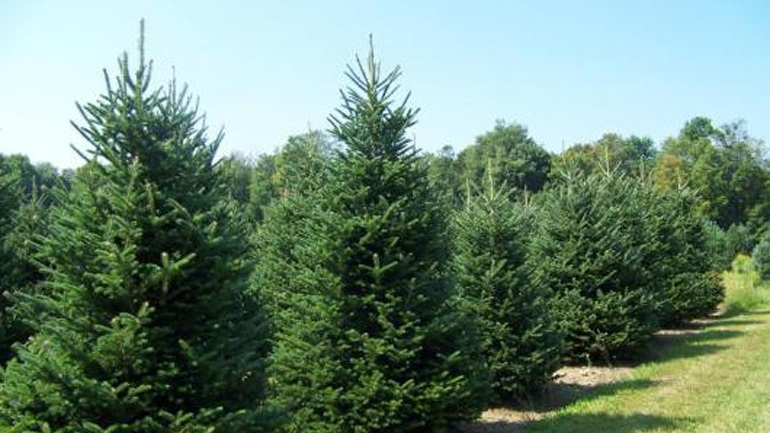 Οι ελατοπαραγωγοί Χαλκιδικής δηλώνουν ικανοποιημένοι από τις πωλήσεις