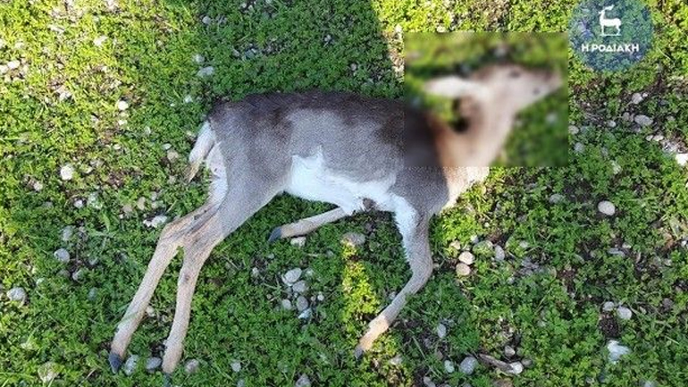 Συνολικά 20 ελάφια θανατώθηκαν με όπλο στη Ρόδο – Επικήρυξαν τους δράστες
