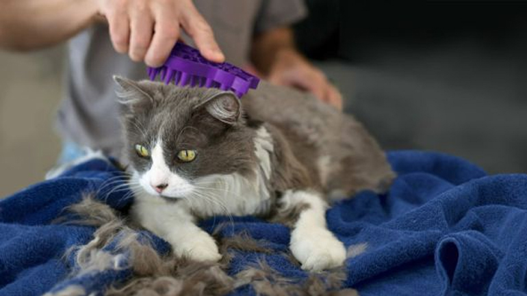 Χτενίστε σωστά τη γάτα σας