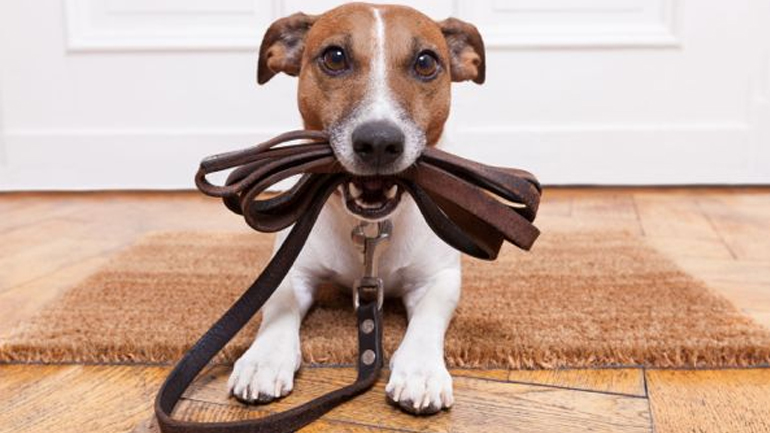 Γιατί είναι σημαντική η βόλτα του σκύλου…