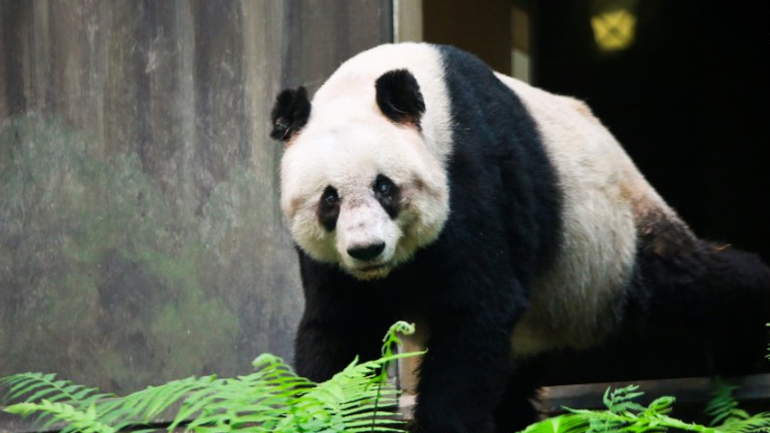 Κίνα: Πέθανε το γηραιότερο αρσενικό Panda στον κόσμο