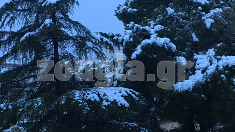 Τα δέντρα έγιναν... λευκά στο Μαρούσι!