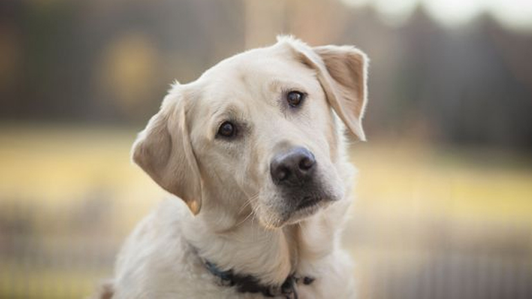 Μήπως ο σκύλος σας έχει κατάθλιψη;