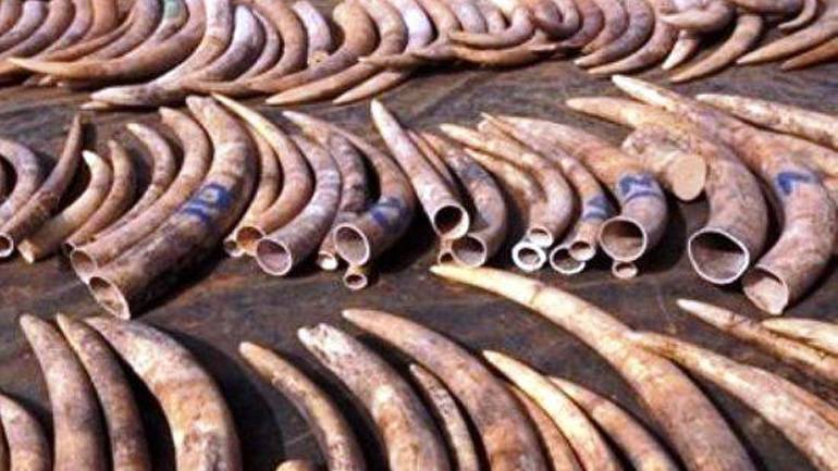 Κίνα: Απαγόρευση του εμπορίου ελεφαντοστού από το 2017
