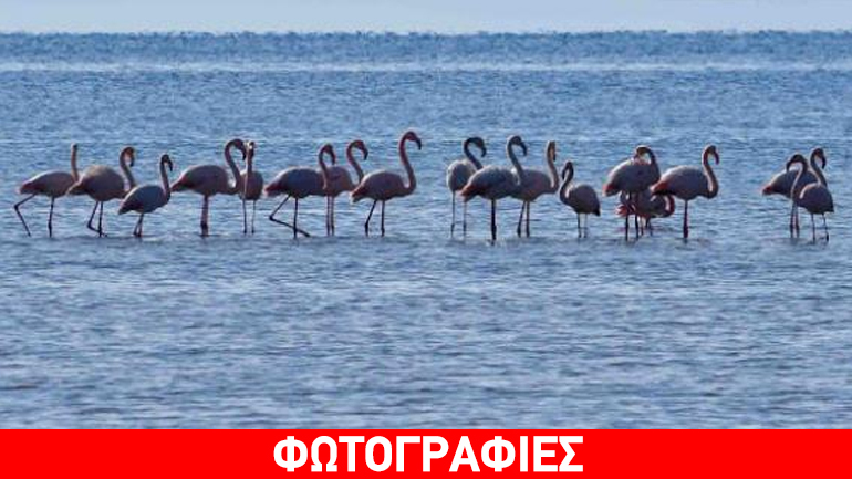 Ποδαρικό για το 2017 από 30 πανέμορφα φλαμίνγκο στο Ναύπλιο