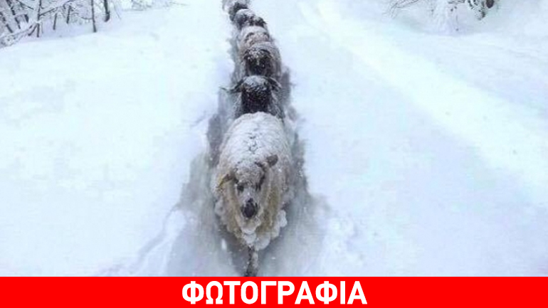 Κρήτη: Το απίθανο μονοπάτι που δημιούργησαν τα πρόβατα στο χιόνι