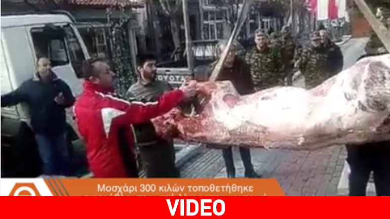 Στις Φέρες σούβλισαν μοσχάρι 300 κιλών