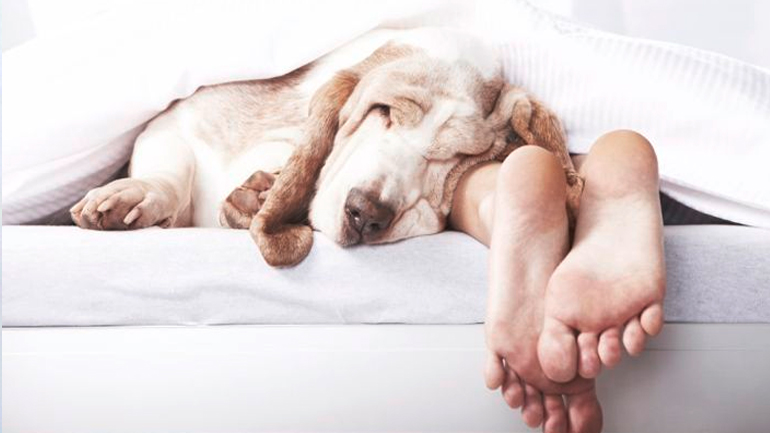 Να αφήνω τον σκύλο μου να κοιμάται μαζί μου στο κρεβάτι;