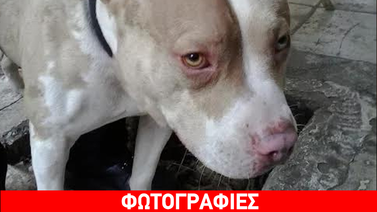 Αξιολάτρευτος πιτμπουλάκος αναζητεί σπίτι