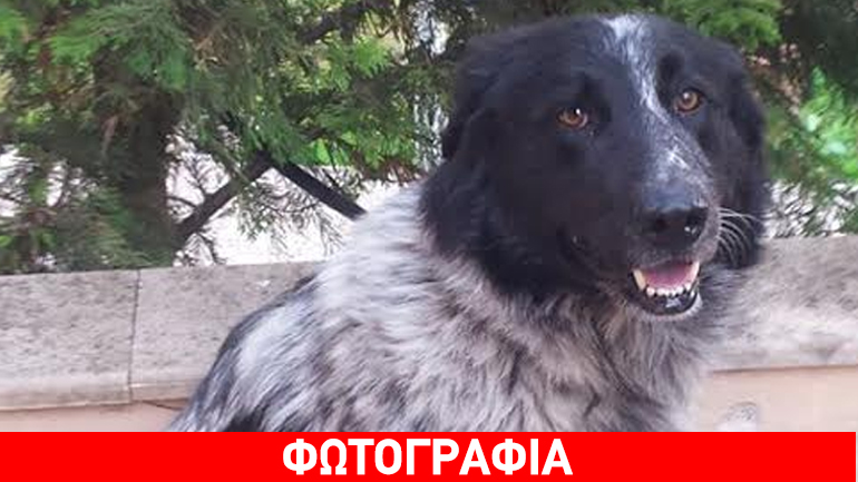 Βρέθηκε στο Μαρούσι – Μήπως τον χάσατε;