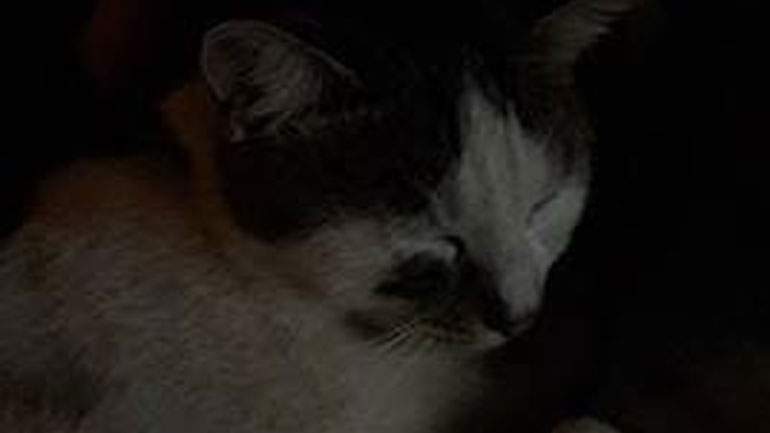 Xάθηκε γάτος στα Βριλήσια-Μήπως τον είδατε;