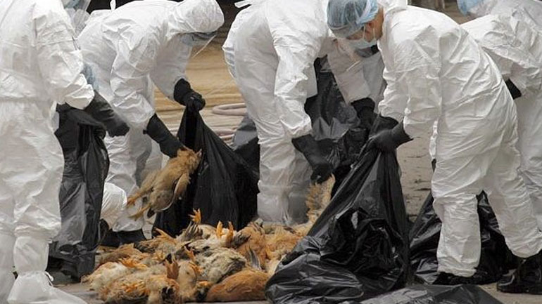 Θανατώθηκαν χιλιάδες πουλερικά λόγω της γρίπης των πτηνών