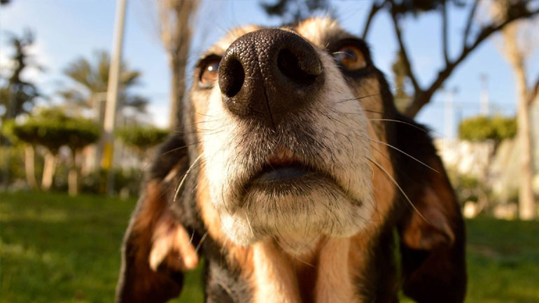 Σύλληψη οδηγού που χτύπησε και εγκατέλειψε αδέσποτο Σύλληψη οδηγού που χτύπησε και εγκατέλειψε αδέσποτο