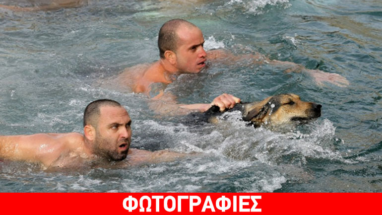 Τετράποδος βουτηχτής στην Κρήτη Τετράποδος βουτηχτής στην Κρήτη