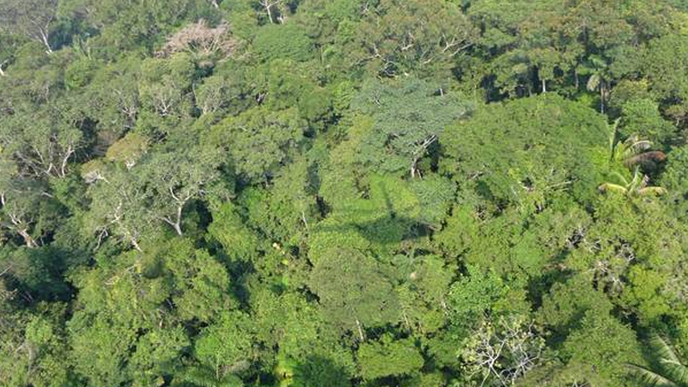 Βενεζουέλα: Βρέθηκαν ζωντανοί μετά από έξι ημέρες στη ζούγκλα του Αμαζονίου