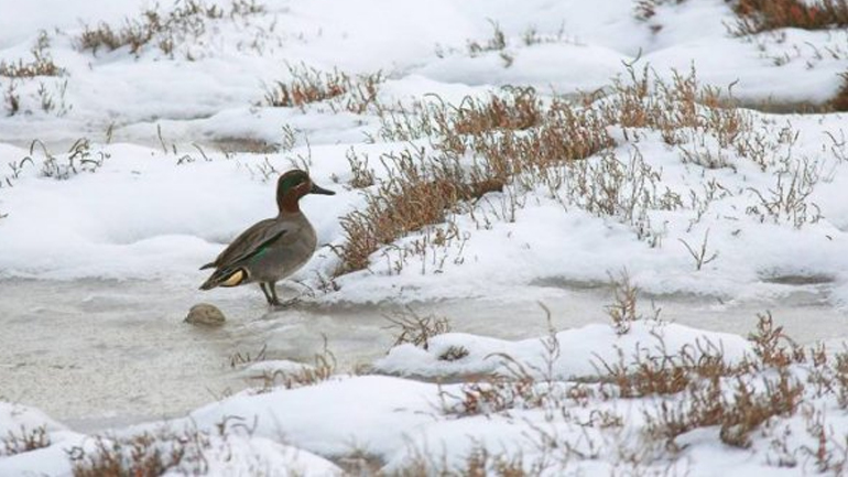 SOS για το κυνήγι στο Δέλτα Αξιού