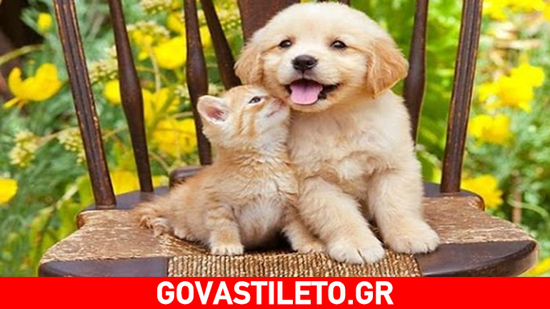 Γνωρίστε το ζώδιο που είναι το ζωάκι σας και τι σημαίνει αυτό…