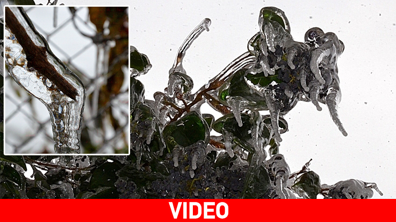 Παγετός στη Ναύπακτο