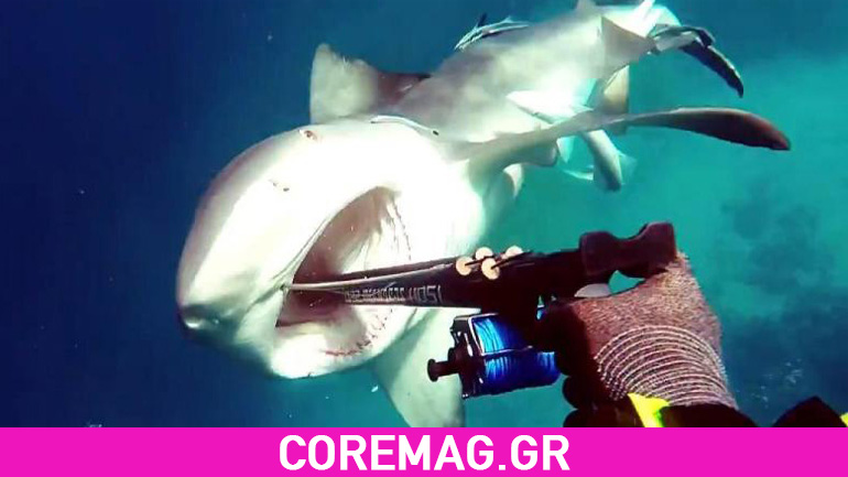 Καρχαρίας την πέφτει σε ψαροντουφεκά