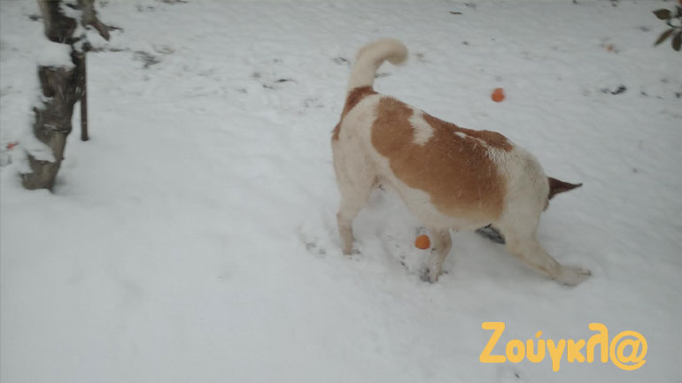 O… ΔΙΑΣ παίζει στη χιονισμένη Χαλκιδική