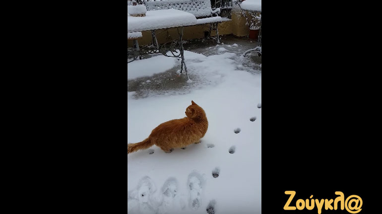 Η αντίδραση μιας γάτας στο χιόνι…