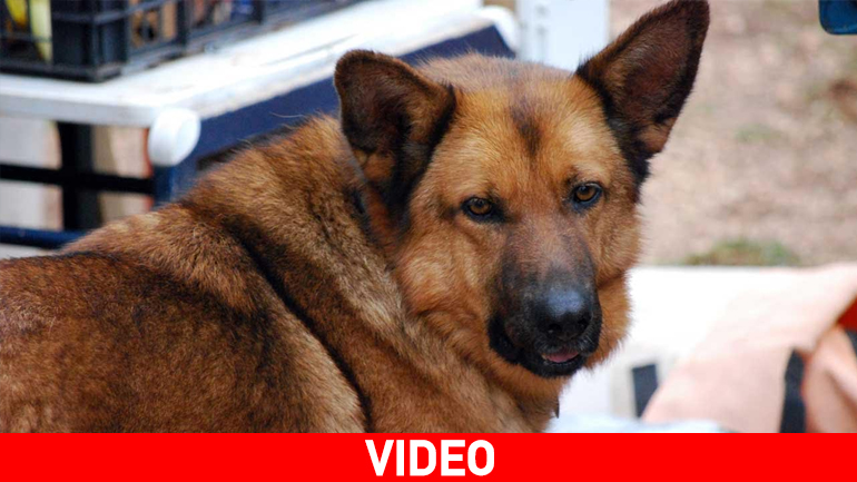 Angel, η σκυλίτσα που άγγιξε τα σύννεφα και πλέον αναζητεί μια μόνιμη οικογένεια…