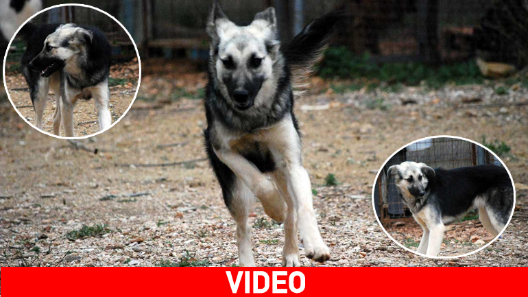 Υιοθετήστε την αξιολάτρευτη Baloux