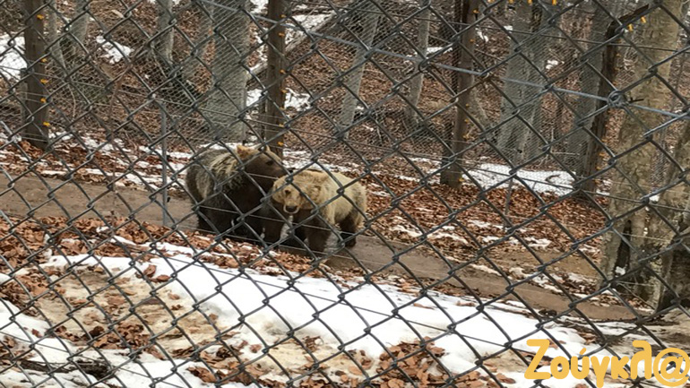 Αρκούδες στο χιονισμένο Νυμφαίο της Φλώρινας