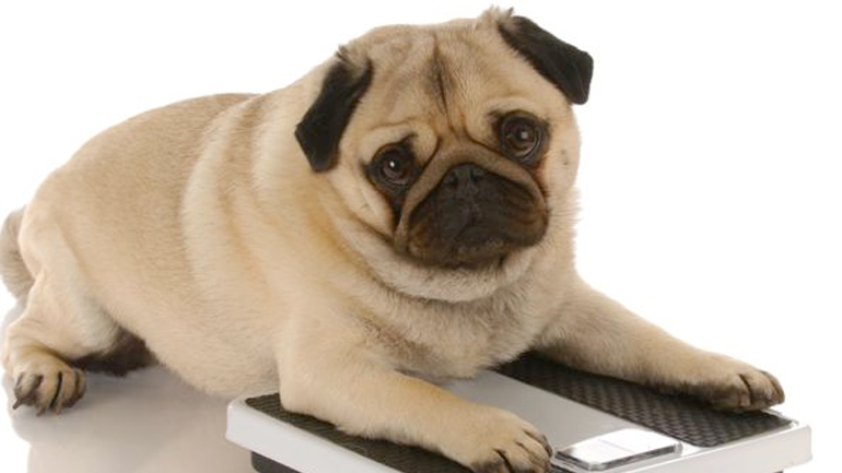 Χάστε βάρος μαζί με τον σκύλο σας!
