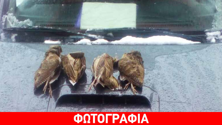 Πήγαν για… μπεκάτσες και συνελήφθησαν