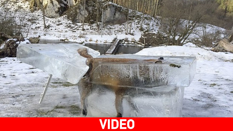 Παγωμένη αλεπού βρέθηκε στον Δούναβη